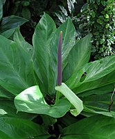 Toulitka Anthurium hookeri; podčeleď Pothoideae