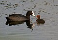 Adult feeding juvenile in Hyderabad, India.