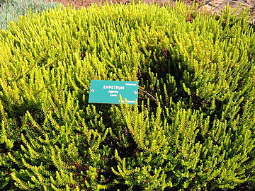 The yellow-leaved cultivar Empetrum nigrum 'Lucia'