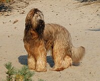 Briard van 1,5 jaar