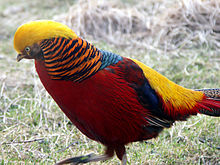 Male Golden Pheasant