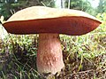 Boletus erythropus