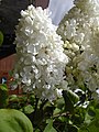 En hvitblomstret kultivar med fylte blomster