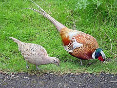 Exemple de dimorfisme sexuau important en una espècia d'aucèu (Phasianus colchicus)