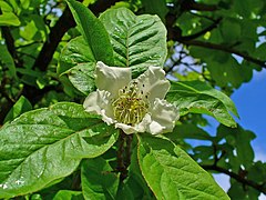 Fleur épanouie.