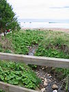 Corrente dello Spout, Coldingham Sands