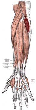 Musculus anconeus