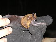 Brown bat