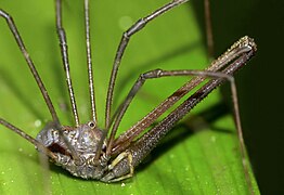 Pantopsalis albipalpis, a species of harvestman with exceptionally long three-segmented chelicerae