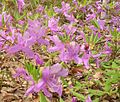 Rhododendron reticulatum