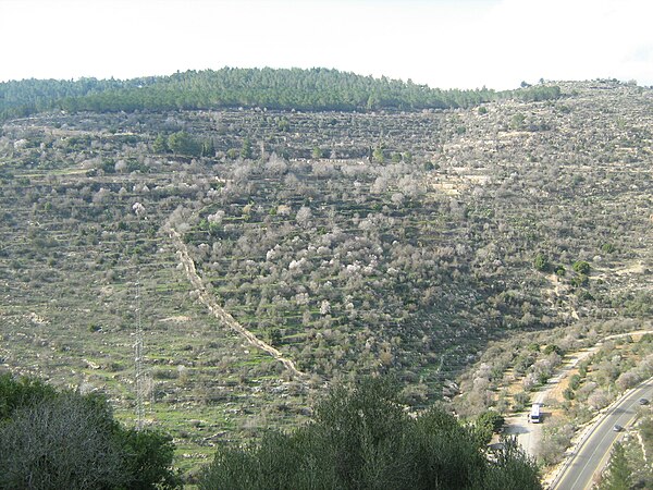 הנוף מהמנזר: נחל שורק ושקדיות פורחות בסטף