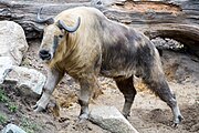 Yellow and gray bovid