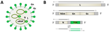 Prototypic phlebovirus virion and genome organization