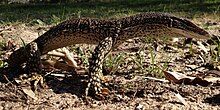 A 'race horse' goanna, photographed on the north side of Rowley Road near the old hall site. (2015)