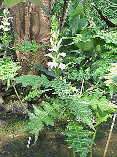 Acanthus montanus