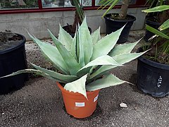 Description de l'image Agave ovatifolia (cultivated).jpg.