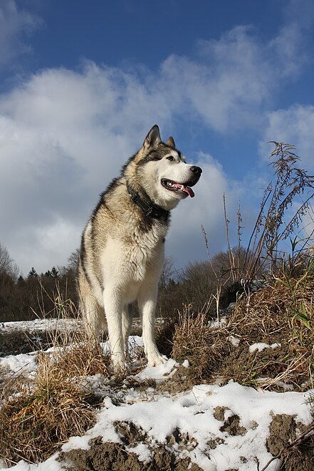 Sleddog Alaskan Malamute