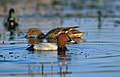 Common pochard (Aythya ferina)