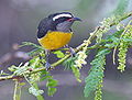 C. f. portoricensis, en Puerto Rico.