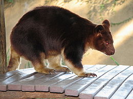 Buergers-kúszókenguru (Dendrolagus goodfellowi buergersi)