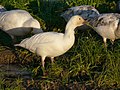 A. c. caerulescens. Forma blanca.