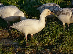 C. c. caerulescens (forma branca)