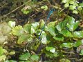 Coenagrion mercuriale posta