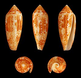 Conus aureus