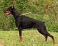 Dobermannpinscher