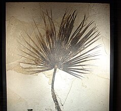 Fossil Sabalites sp. palmetto frond, about two metres (6.6 ft) long.[9]