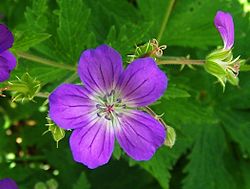 en skogstorknebb med de fire bladkretsene i en fullstendig blomst