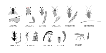 Divers types d'antennes d'insectes