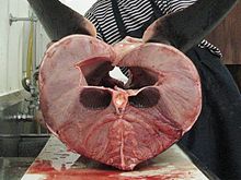 Cross section of a porbeagle shark