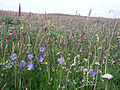 Image 14Wildflowers in machair, a coastal dune grassland found in the Outer Hebrides and elsewhere Credit: Jon Thomson