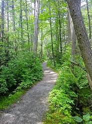 Rhododendron Sanctuary side trail begins off of the Nehantic Trail.