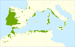 Distribución de Quercus suber.