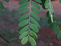 Leaves