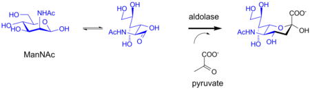 Biosynthesis of sialic acid by a bacterial aldolase enzyme.