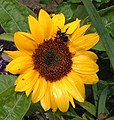 Sunflower and pollinator