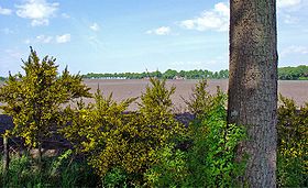 Hûnsrich út Bronnegerveen wei rjochting Drouwen sjoen