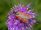 Slender Scotch burnet moth on a flower