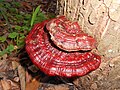 !Ganoderma pfeifferi!