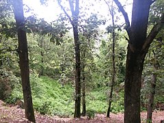 Dans une forêt de chênes zéens en Algérie.