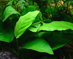 Kääpiökeihäslehti Anubias barteri var. glabra