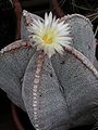 Astrophytum myriostigma