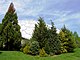 Geodesic dome through pines