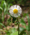 Erigeron annuus (Eastern Daisy Fleabane)