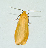 Eilema sororcula – Oberseite