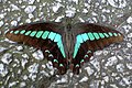 Alamliik Graphium sarpedon nipponum