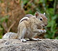 Écureuil palmiste (Funambulus sp.)